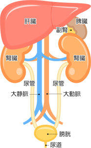 腎臓膀胱イメージ